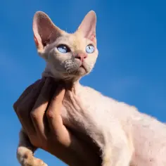 Ceny kociąt Devon Rex w Polsce – co wpływa na ich koszt?