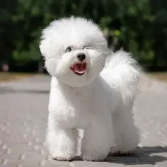 Bichon frise włosy czy sierść – co musisz wiedzieć o ich futrze?