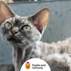Czym wyróżnia się devon rex czekoladowy? Cechy i temperament tej rasy