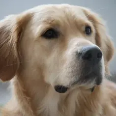 Czy golden retriever ma sierść czy włosy? Poznaj ważne różnice