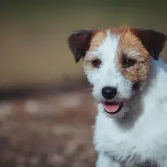 Jack Russell Terrier: Sierść czy włosy? Odkryj prawdę o futrze