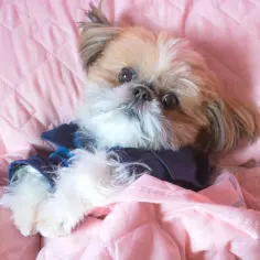 Shih Tzu sierść czy włosy – odkryj prawdę o ich pielęgnacji