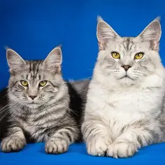 Dwa koty rasy Maine Coon o srebrzystym futrze i żółtych oczach na niebieskim tle.