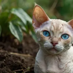 Devon Rex choroby: Jak chronić swojego kota przed groźnymi schorzeniami