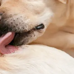 Zbliżenie na pysk psa rasy labrador, który liże swoją sierść.