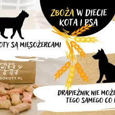 Czy koty mogą jeść zboża? Poznaj ryzyka i bezpieczne opcje