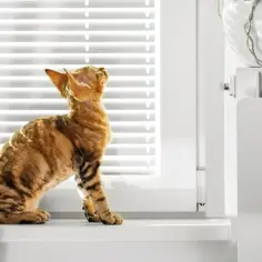 Jak wygląda dorosły devon rex? Cechy, pielęgnacja i długość życia