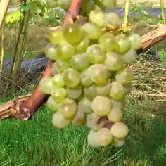 Jak rozmnażają się winogrona bezpestkowe - skuteczne metody i porady