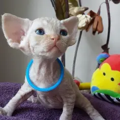 Najlepsze hodowle kotów Devon Rex w Pomorskim - zdrowe kocięta