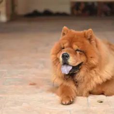 Puszysty pies rasy Chow Chow leży na płytkach, z językiem na wierzchu.