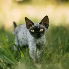 Czarny Devon Rex: unikalne cechy, pielęgnacja i adopcja kota