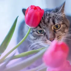 Kot patrzy na czerwony tulipan, z innymi kwiatami w tle.