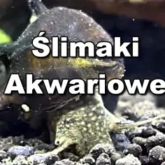 Jak rozmnażają się ślimaki w akwarium - sekrety ich rozwoju i pielęgnacji
