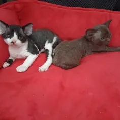 Dwa kocięta rasy Devon Rex leżące na czerwonym posłaniu.
