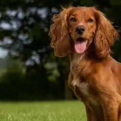 Cocker spaniel włosy czy sierść - poznaj różnice i pielęgnację