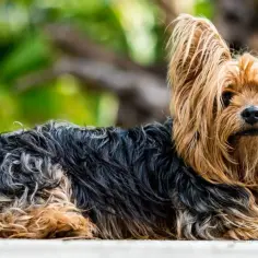 Yorkshire terrier z długą, falującą sierścią w kolorze rudym i czarnym, leżący na zewnątrz.