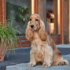 Siedzący, rudy cocker spaniel z wystawionym językiem obok donicy z trawą.