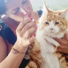 Kobieta podaje krople do pyska rudemu kotu Maine Coon.