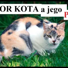 Jak rozpoznać kotkę - proste sposoby na identyfikację płci kociaka