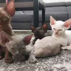 Ile żyją koty Devon Rex? Odkryj, jak zapewnić im długie życie
