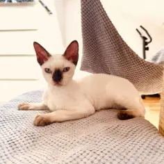 Devon Rex w Lublinie - dostępność, ceny i adopcja kotów tej rasy