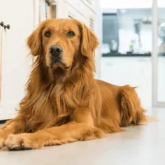 Czy golden retriever ma włosy czy sierść? Odkryj prawdę o ich futrze