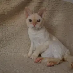 Gdzie znaleźć kocięta Devon Rex we Wrocławiu - ceny i hodowcy