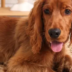 Cocker spaniel czy gubi sierść? Odkryj prawdę o linieniu tej rasy