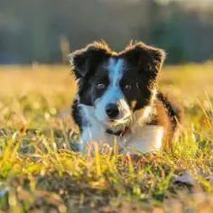 Kiedy szczeniak border collie zmienia sierść i jak to przetrwać
