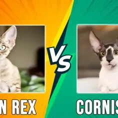 Cornish Rex vs Devon Rex: Kluczowe różnice, które musisz znać