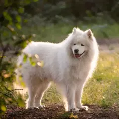 Samoyed czy gubi sierść? Odkryj prawdę o linieniu i pielęgnacji