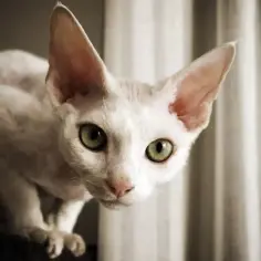 Biały kot rasy Devon Rex z dużymi uszami i zielonymi oczami.