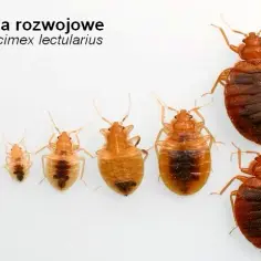 Jak się rozmnażają pluskwy? Zaskakujące fakty o ich cyklu życia