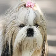Kiedy shih tzu zmienia sierść? Kluczowe informacje i porady pielęgnacyjne