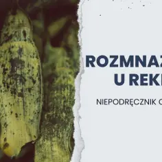Jak rekiny się rozmnażają? Odkryj fascynujące metody ich rozmnażania
