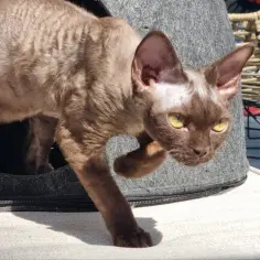 Brązowy kot rasy Devon Rex wychodzi z szarego legowiska na tarasie.