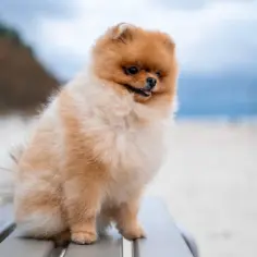 Pomeranian siedzący na ławce na plaży, z widocznym futrem i ogonem.
