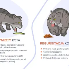 Ilustracja przedstawia dwa koty: jeden wymiotuje żółcią, drugi regurgituje niestrawione jedzenie.