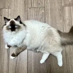 Ragdoll z niebieskimi oczami leżący na drewnianej podłodze.
