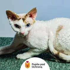 Biały Devon Rex: piękny kot o wyjątkowym charakterze i pielęgnacji