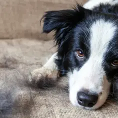 Border collie leżący na kanapie z kłębkami sierści obok.