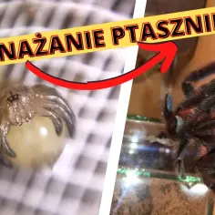 Jak rozmnażają się pająki? Fascynujący proces, który zaskakuje