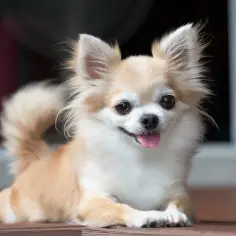 Chihuahua ma włosy czy sierść? Odkryj prawdę o ich futrze