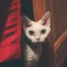 Biały Devon Rex: Cechy, osobowość i gdzie kupić kocięta