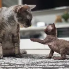Ceny kotów Devon Rex w Polsce: co wpływa na koszt zakupu?