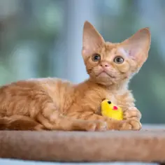 Pomarańczowy kot rasy Devon Rex z kręconą sierścią leży i trzyma żółtą zabawkę.