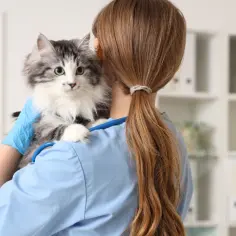 Kiedy można wysterylizować kotkę po okoceniu, aby zadbać o zdrowie?