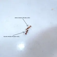 Jak rozmnażają się mrówki? Odkryj tajemnice ich cyklu życia