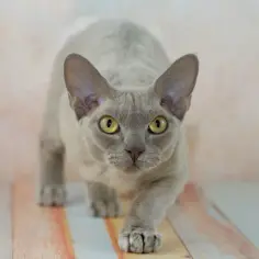 Szary kot rasy devon rex z dużymi uszami i żółtymi oczami. Zastanawiasz się, ile kosztuje devon rex?