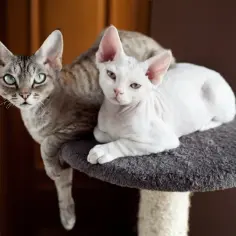 Devon Rex koty - ich wyjątkowe cechy, pielęgnacja i zdrowie